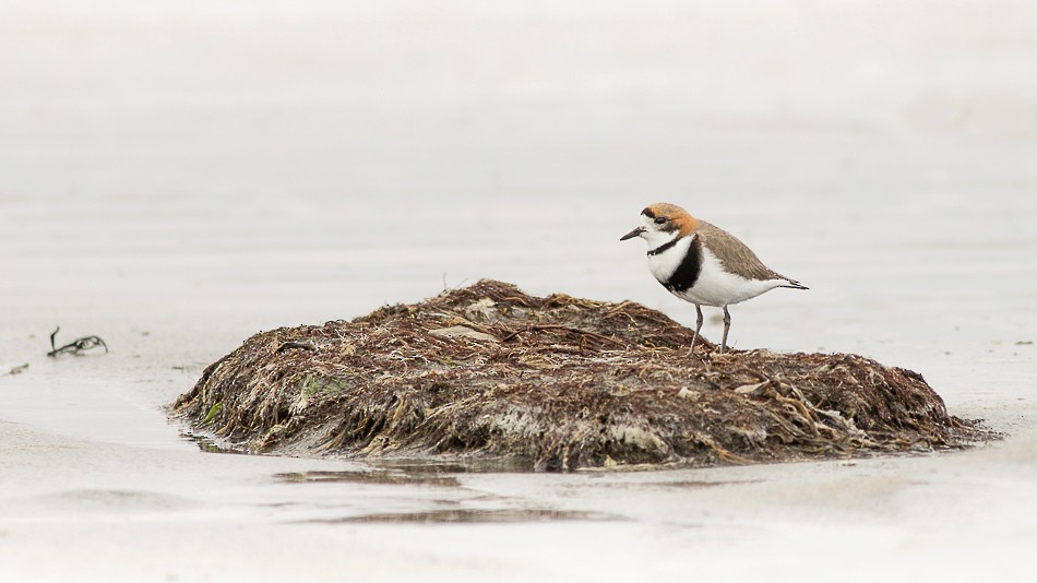 Two-banded Plover - Jorge Claudio Schlemmer