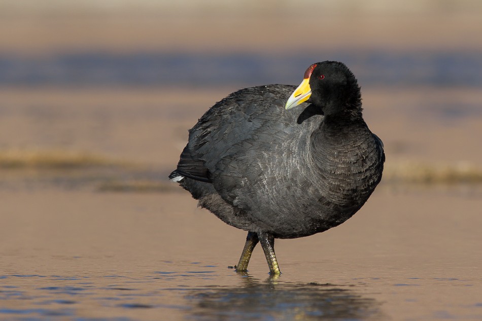 Slate-colored Coot - Jorge Claudio Schlemmer