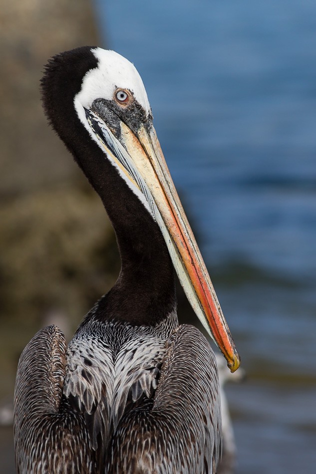 Peruvian Pelican - Jorge Claudio Schlemmer
