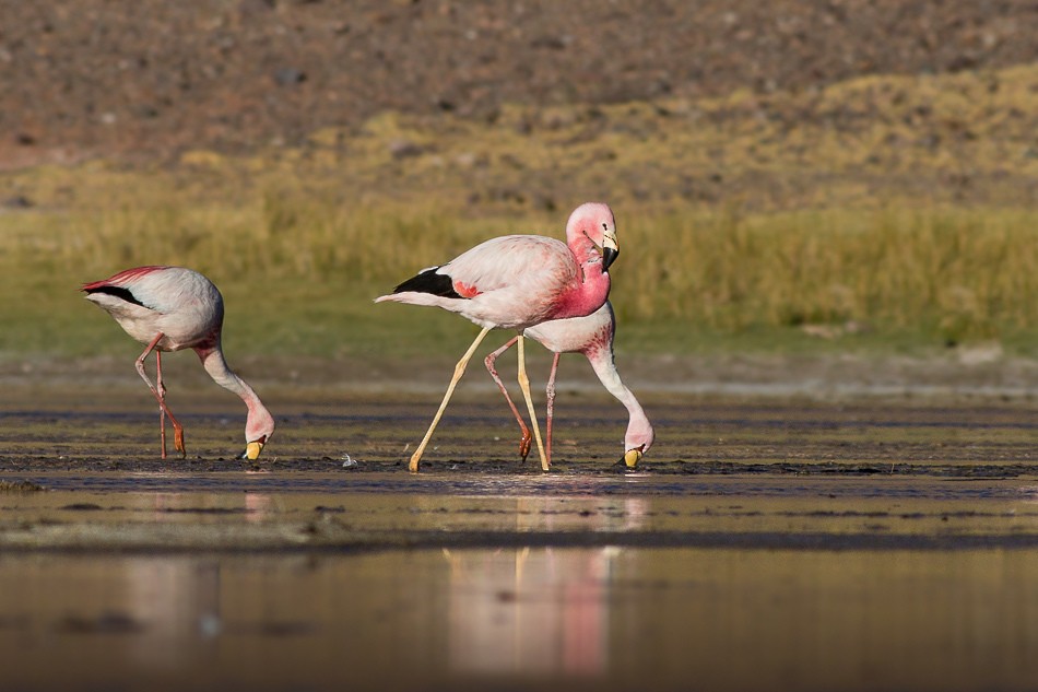 Andean Flamingo - ML204613951