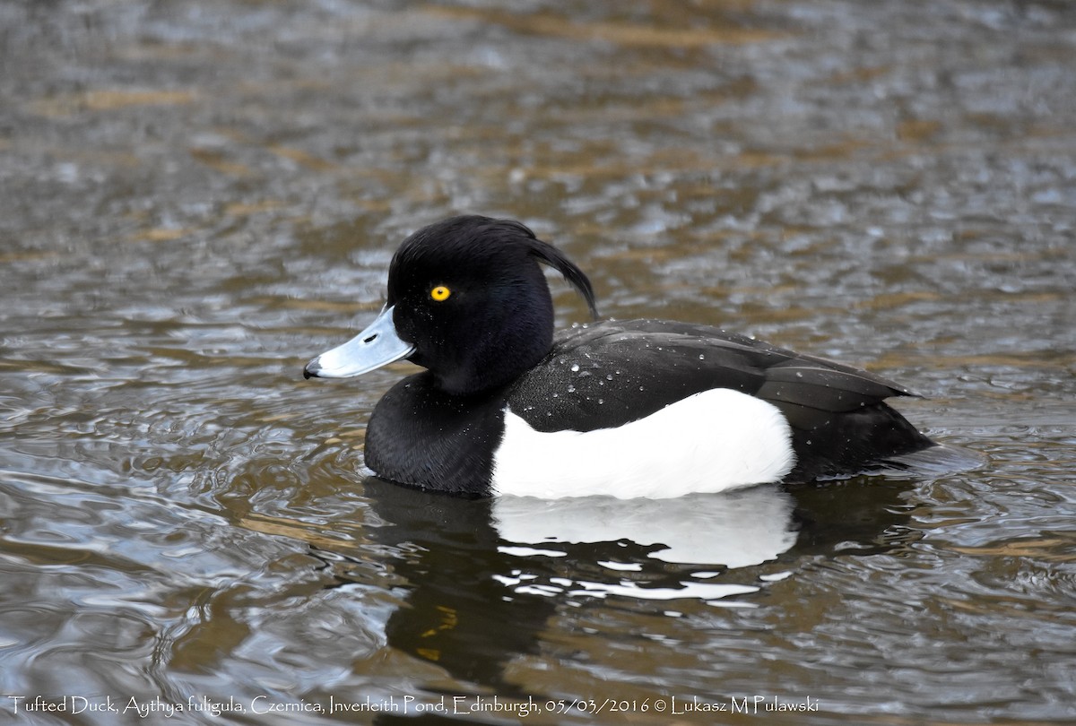 Tufted Duck - ML204614331