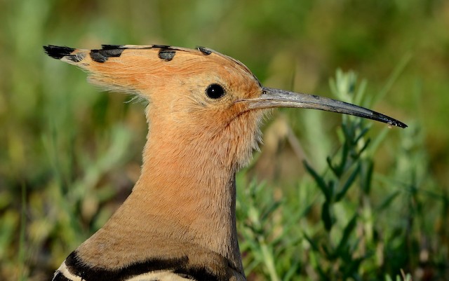 Adult (nominate&nbsp;<em class="SciName notranslate">epops</em>): Bill Close-up. - Eurasian Hoopoe (Eurasian) - 