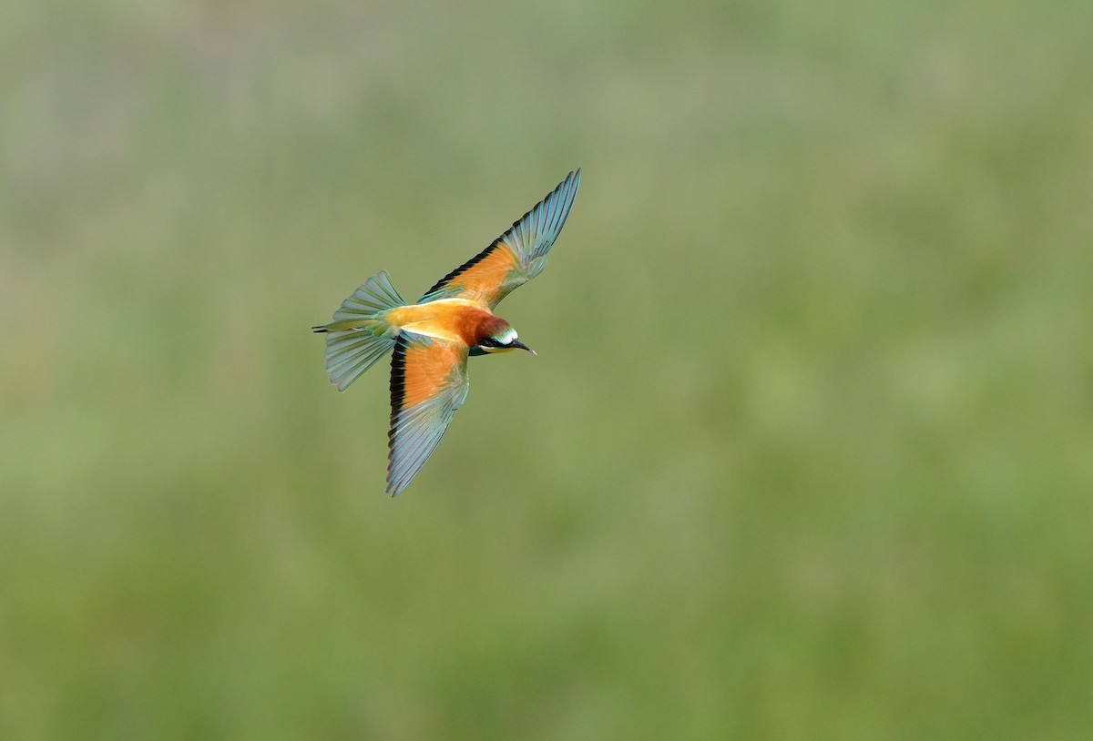 European Bee-eater - Pavel Štěpánek