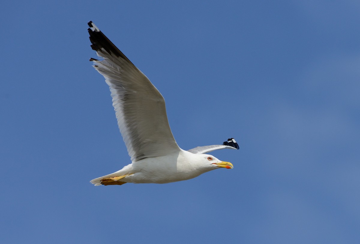 Yellow-legged Gull (michahellis) - ML204615441