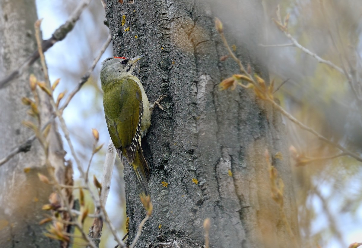 Gray-headed Woodpecker (Gray-headed) - ML204615631