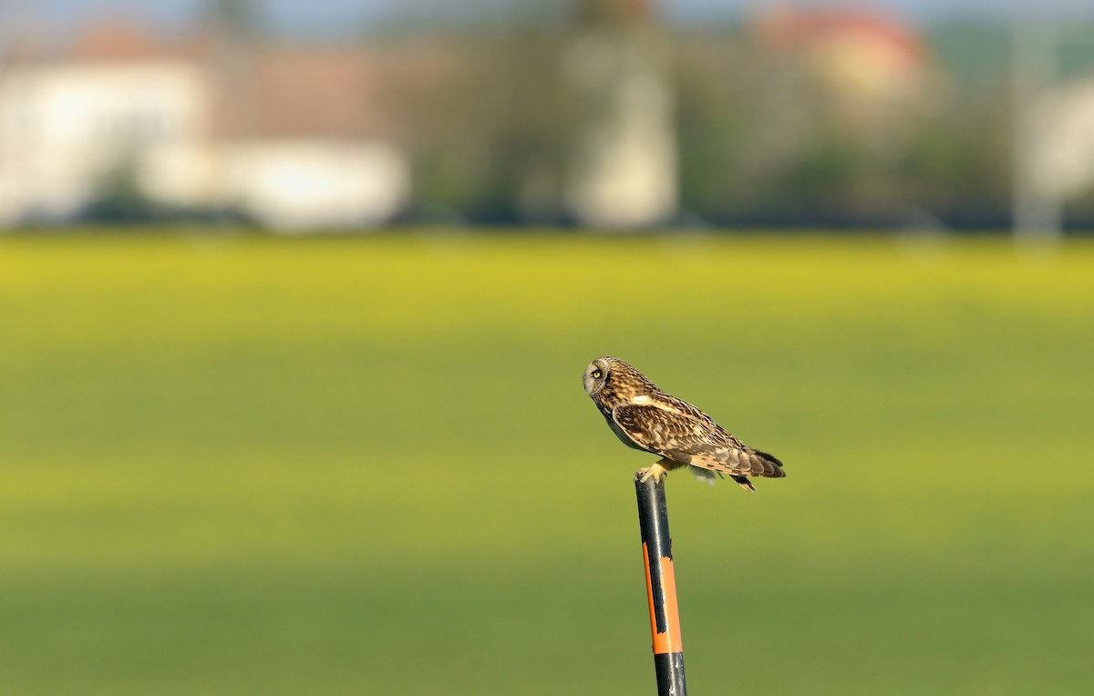 Short-eared Owl (Northern) - ML204615761