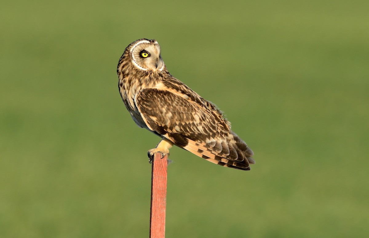 Short-eared Owl (Northern) - ML204615771