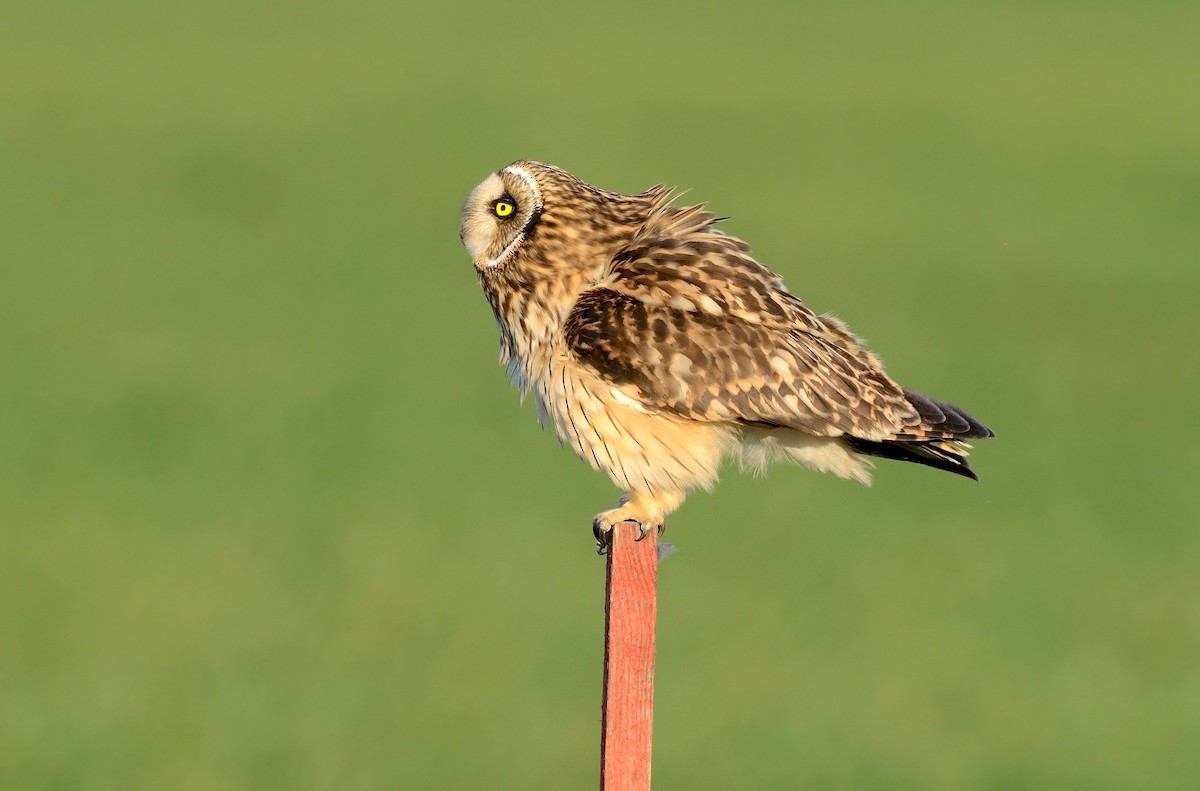 Short-eared Owl (Northern) - ML204615781