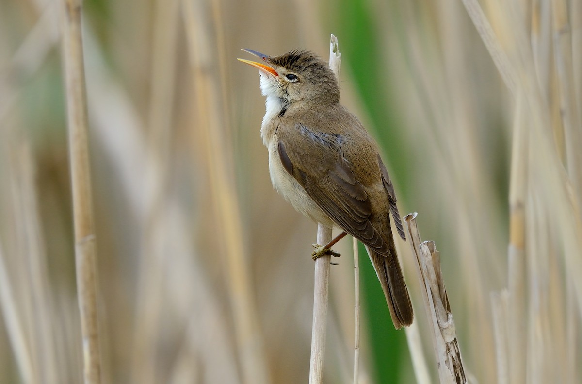 Common Reed Warbler - ML204615841