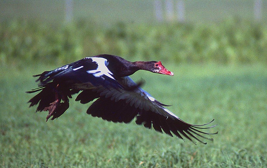 Spur-winged Goose (Northern) - raniero massoli novelli
