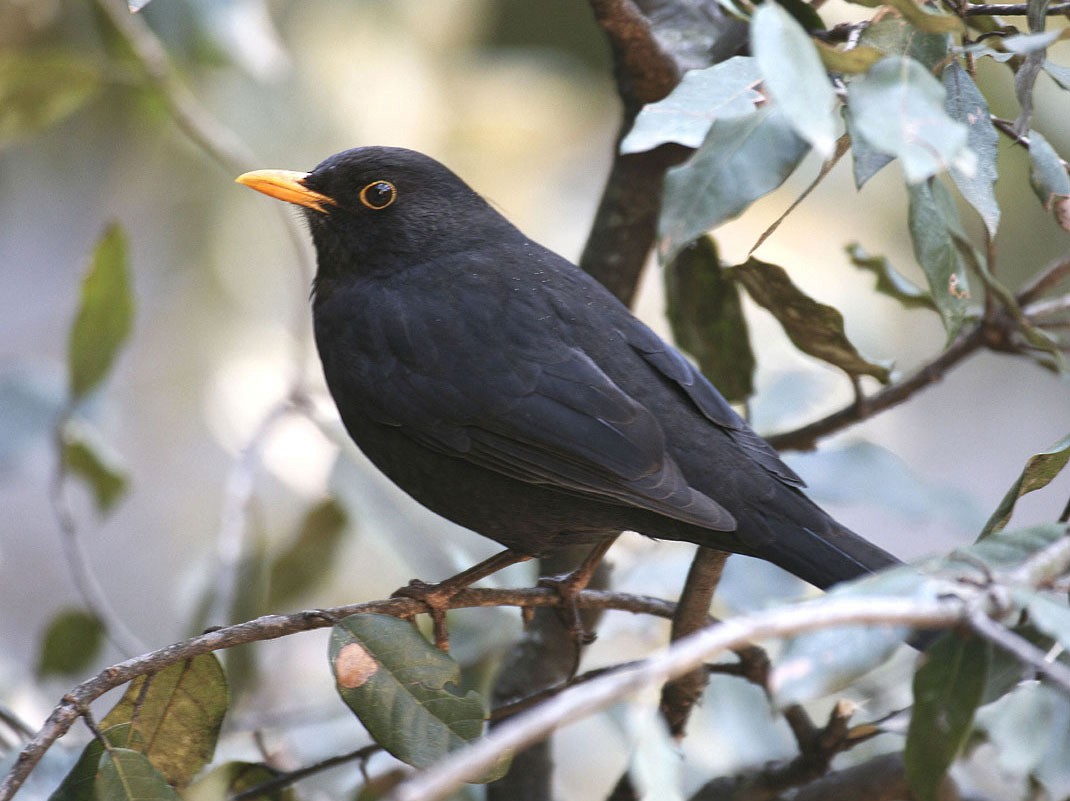 Eurasian Blackbird - raniero massoli novelli