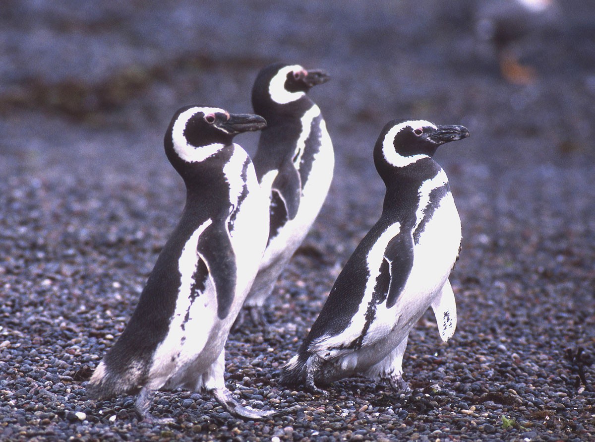 Magellanic Penguin - raniero massoli novelli