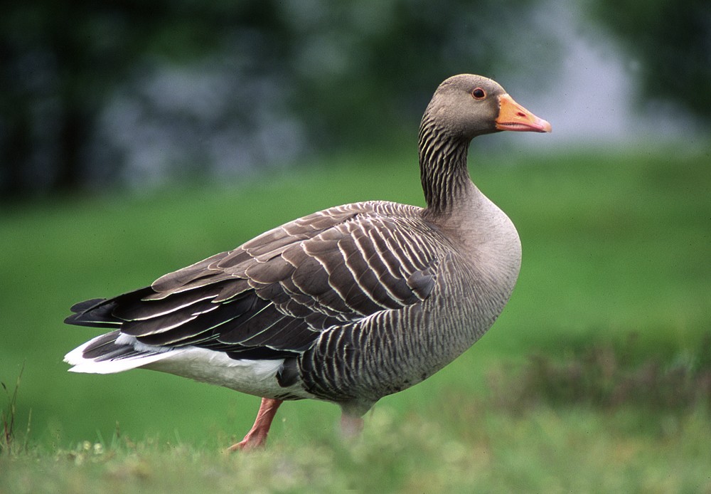 Graylag Goose (European) - ML204616381