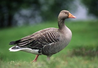 Graylag Goose (European), ML204616381