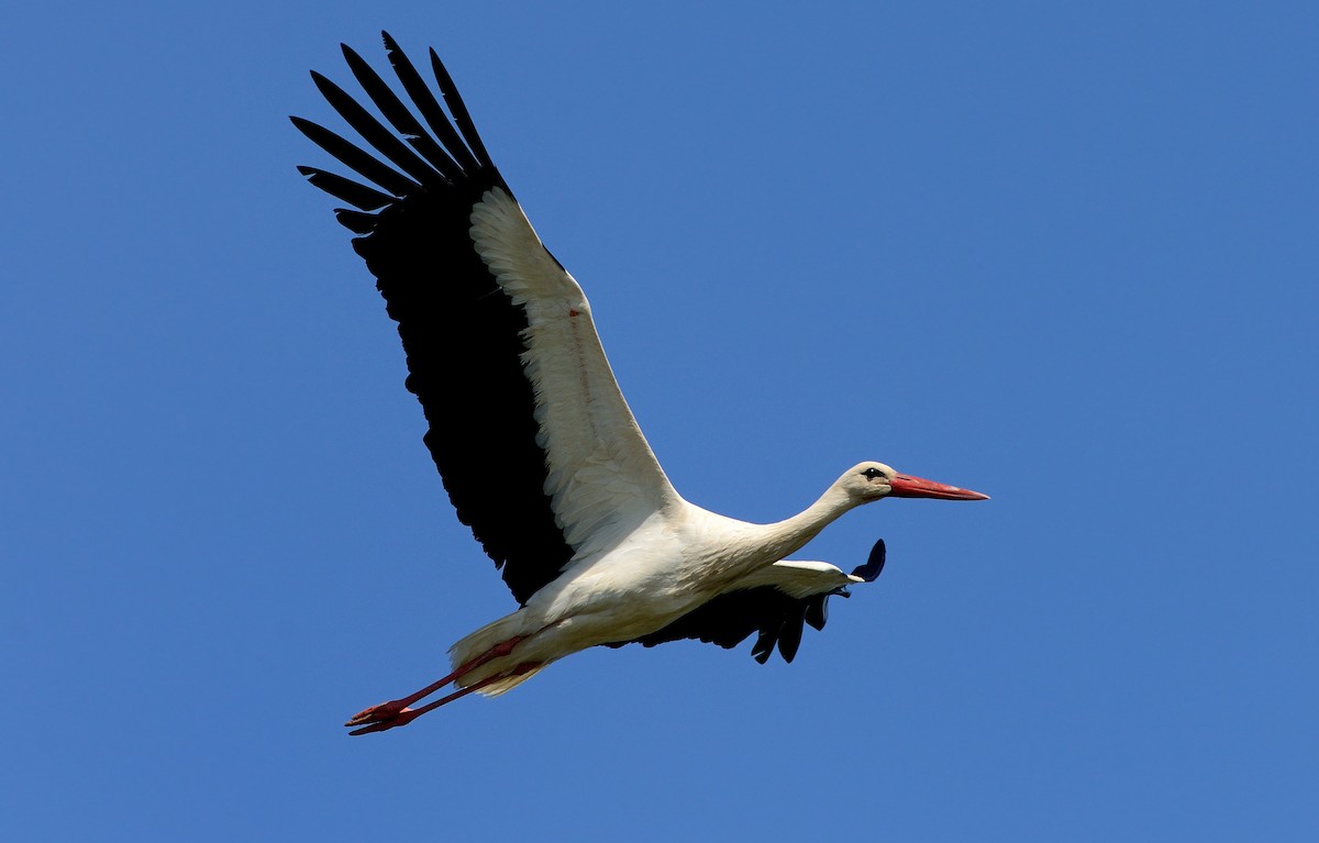 White Stork - ML204617351