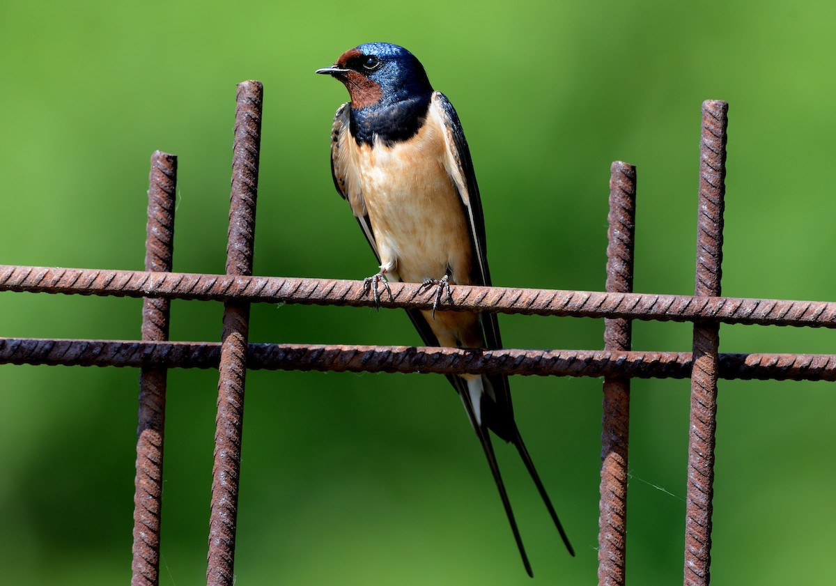 Barn Swallow (White-bellied) - ML204617491