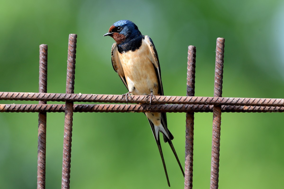 Barn Swallow (White-bellied) - ML204617501