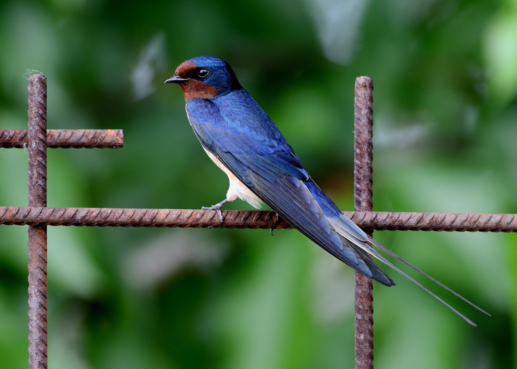 Barn Swallow (White-bellied) - eBird