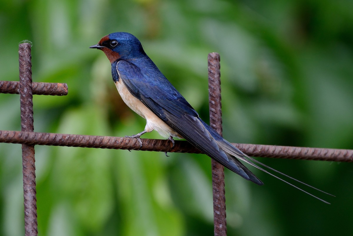 Barn Swallow (White-bellied) - ML204617521