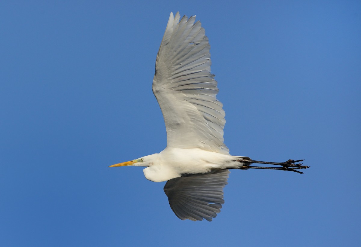 Great Egret (alba) - ML204617771