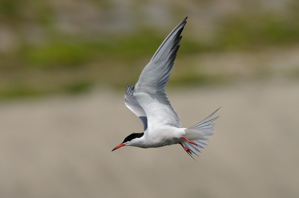 Common Tern (hirundo/tibetana) - ML204618031