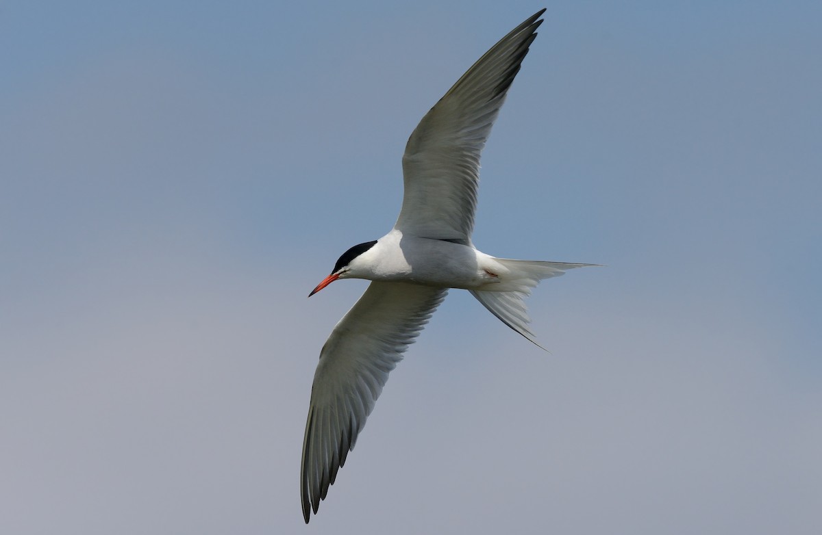 Common Tern (hirundo/tibetana) - ML204618041
