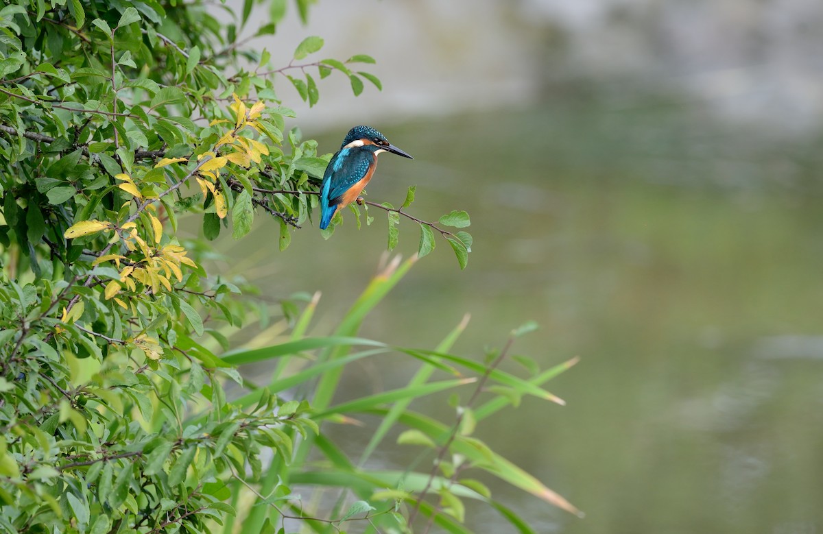 Common Kingfisher - Pavel Štěpánek