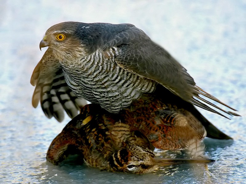 Eurasian Sparrowhawk - Aat Bender