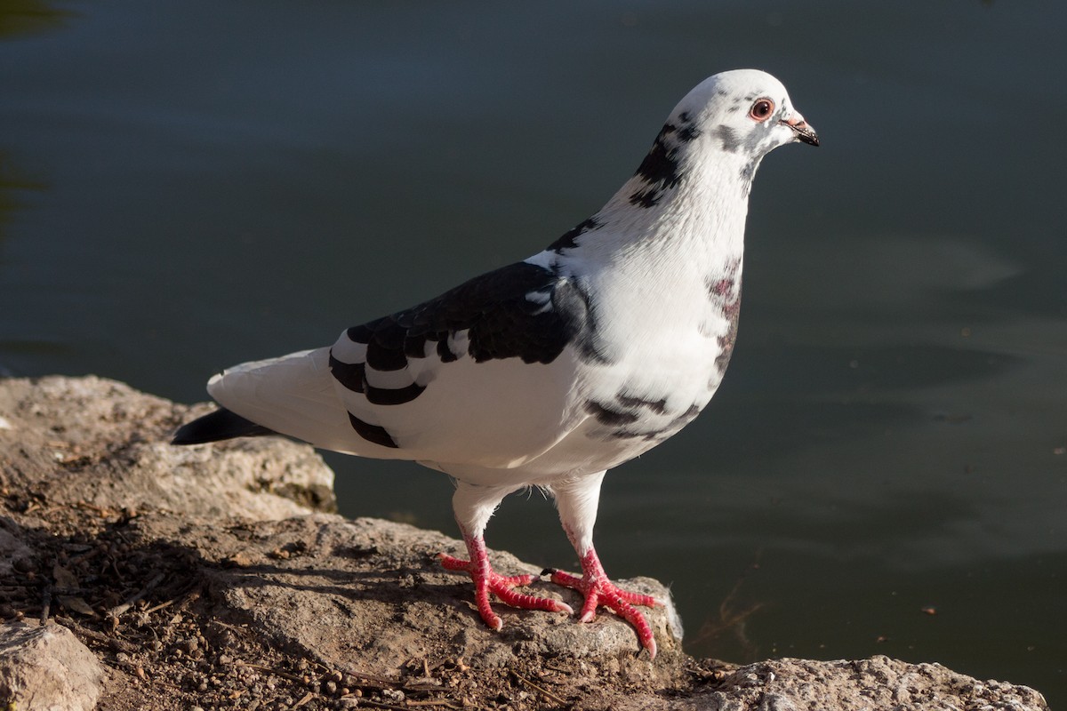 Rock Pigeon (Feral Pigeon) - ML204618841