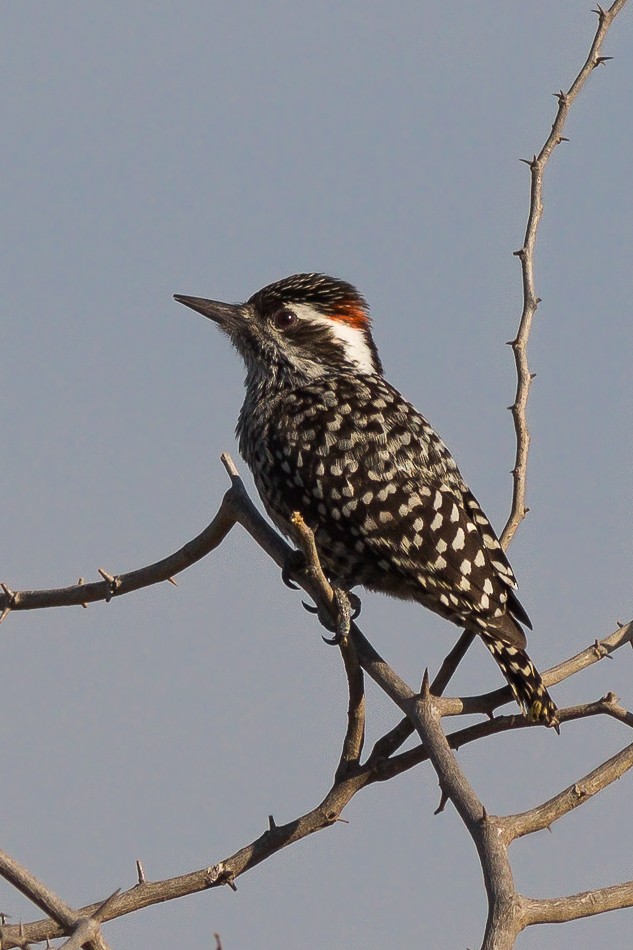 Checkered Woodpecker - ML204619051