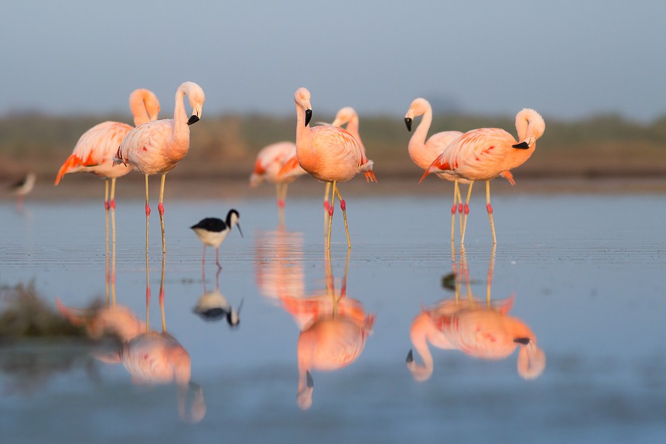Chilean Flamingo - Jorge Claudio Schlemmer
