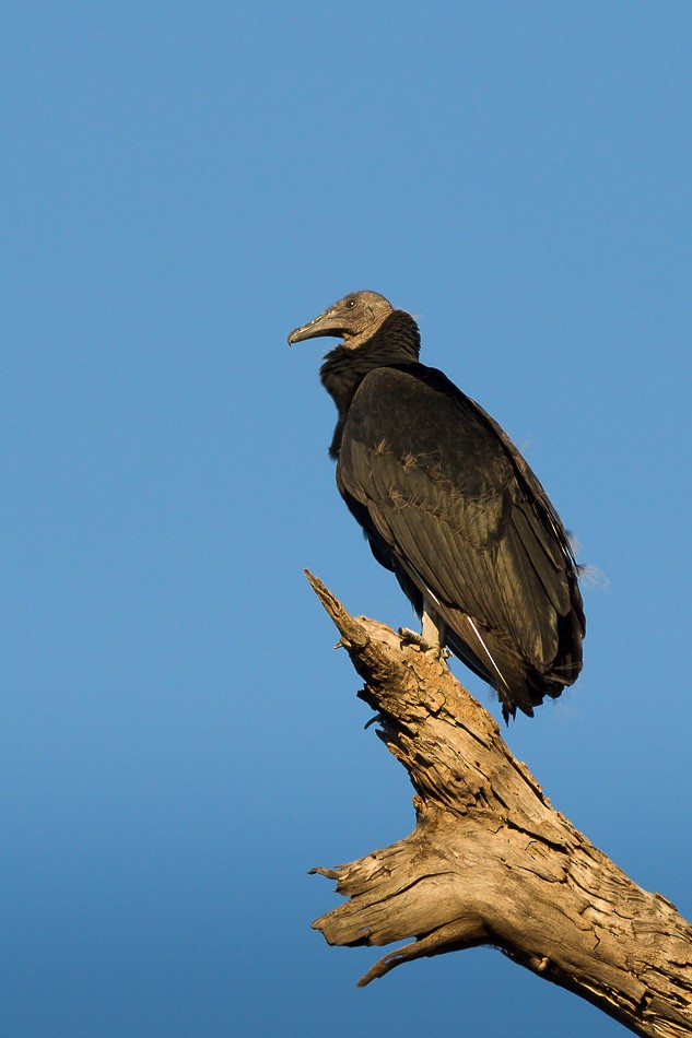 Black Vulture - Jorge Claudio Schlemmer