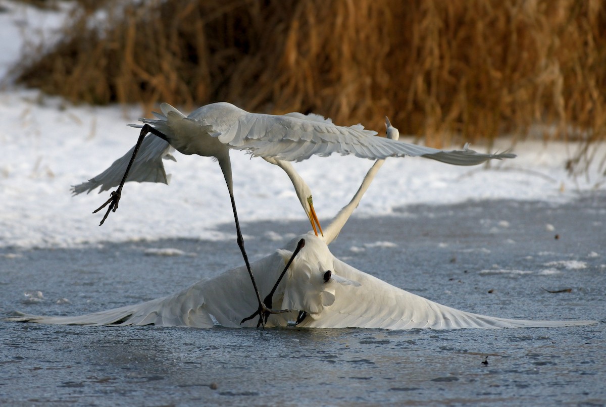 Great Egret (alba) - Pavel Štěpánek
