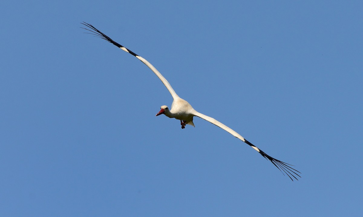 White Stork - ML204619761