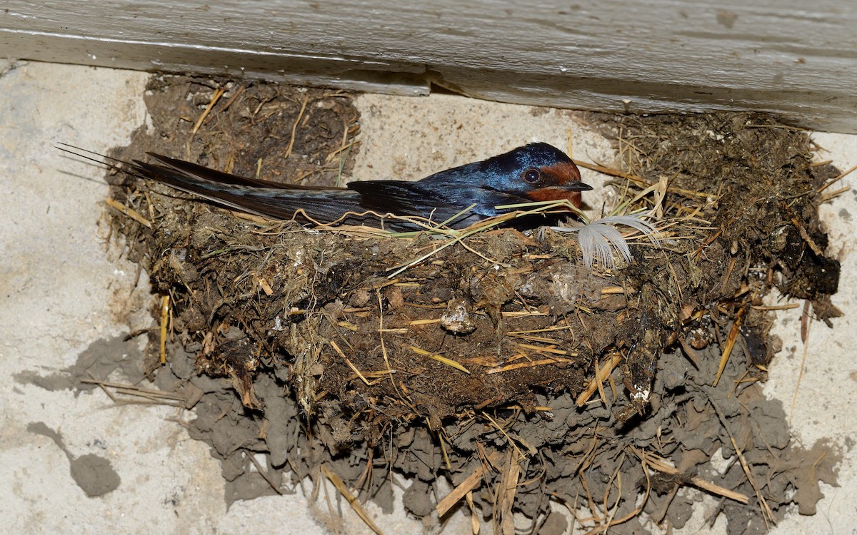 Barn Swallow (White-bellied) - Pavel Štěpánek