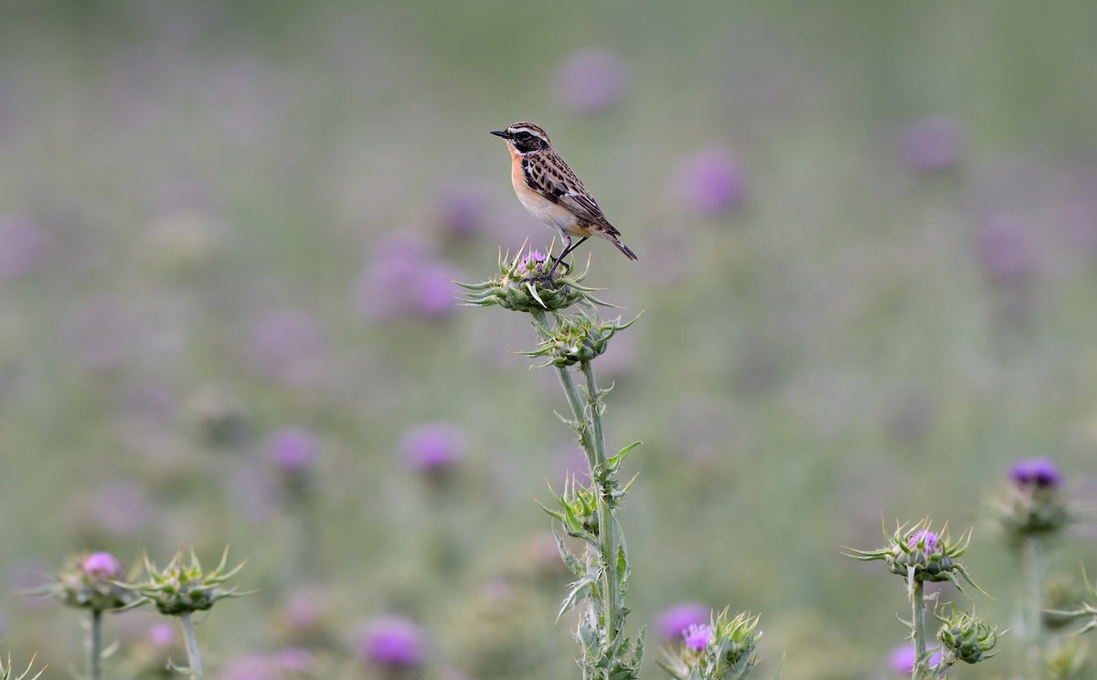 Whinchat - ML204619921