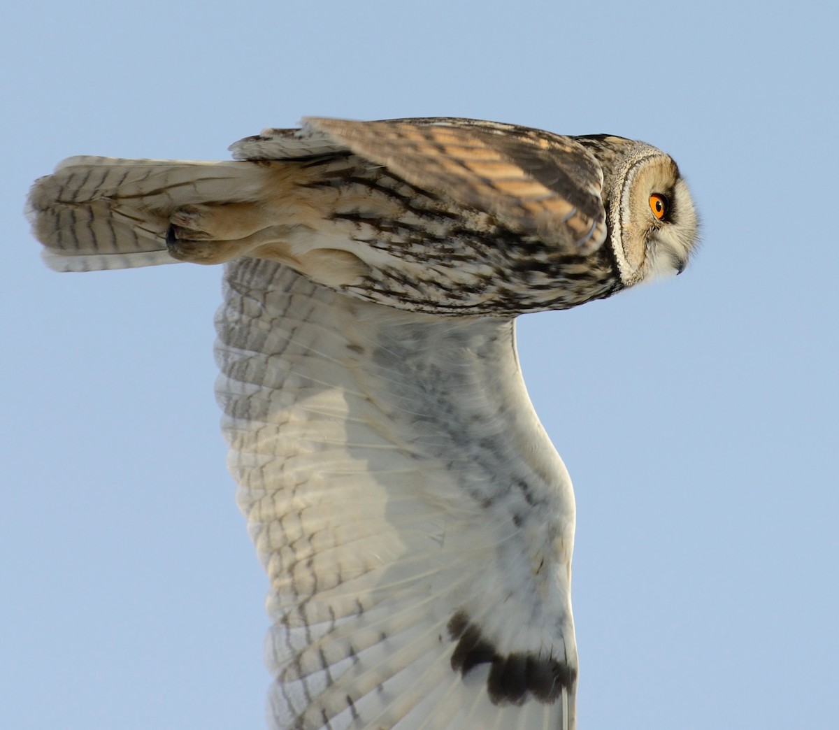Long-eared Owl (Eurasian) - Pavel Štěpánek