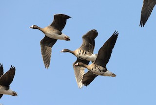 Greater White-fronted Goose, ML204620321