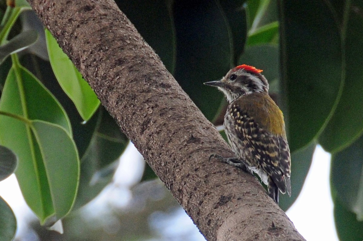 Abyssinian Woodpecker - ML204620441