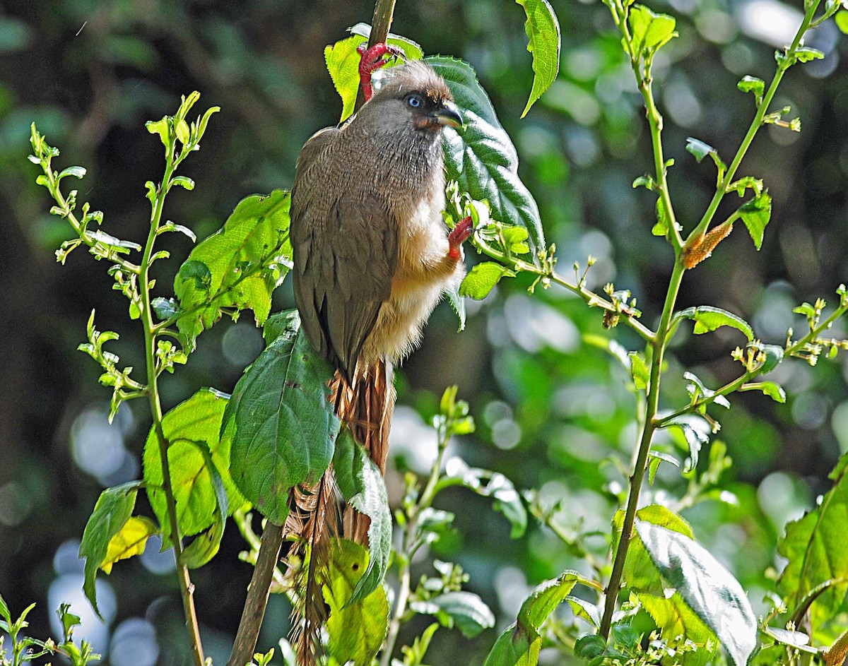 Speckled Mousebird - ML204620451