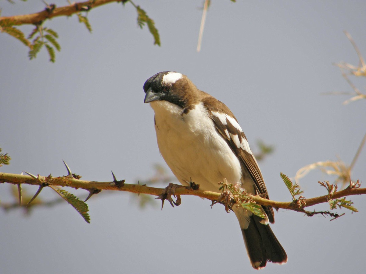 White-browed Sparrow-Weaver - Frank Sandvoss