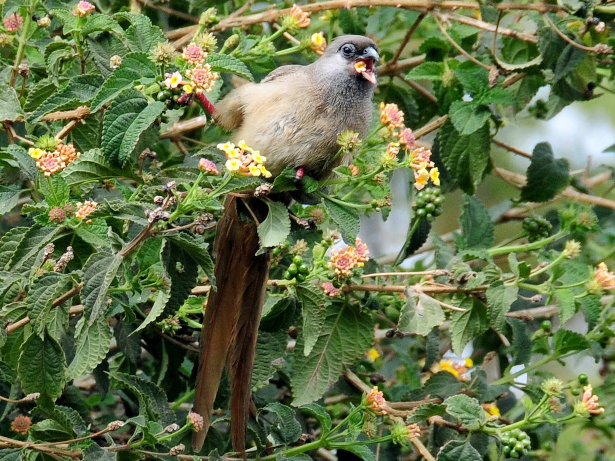 Speckled Mousebird - ML204620521