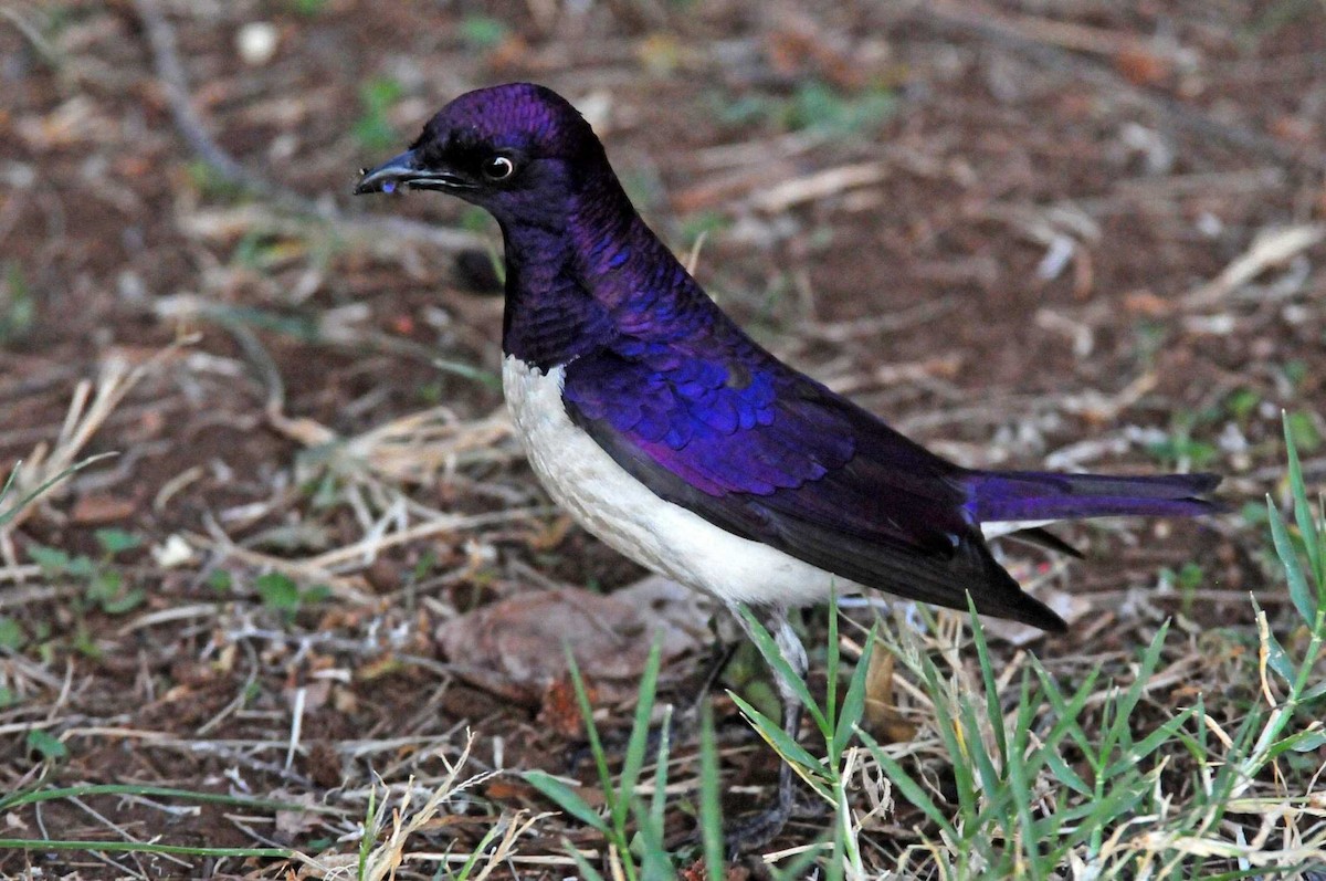 Violet-backed Starling - ML204620571