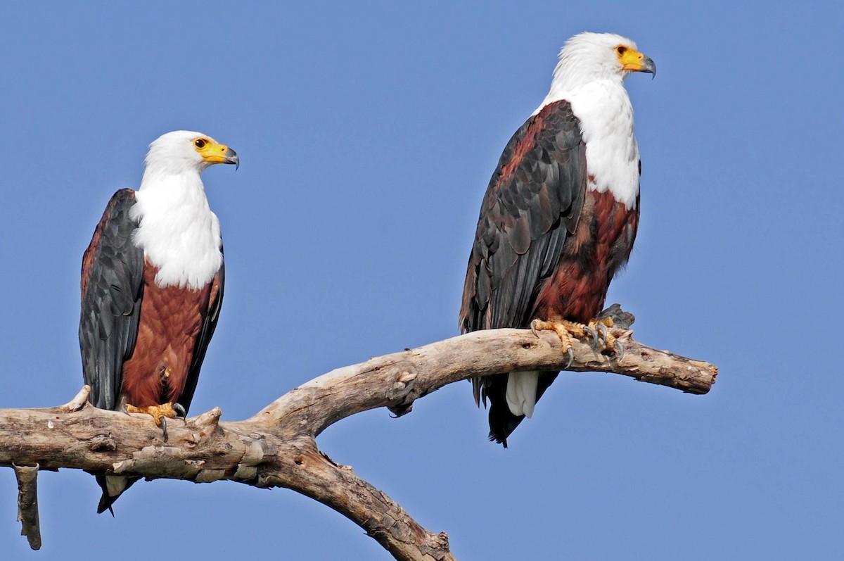 African Fish-Eagle - ML204620621