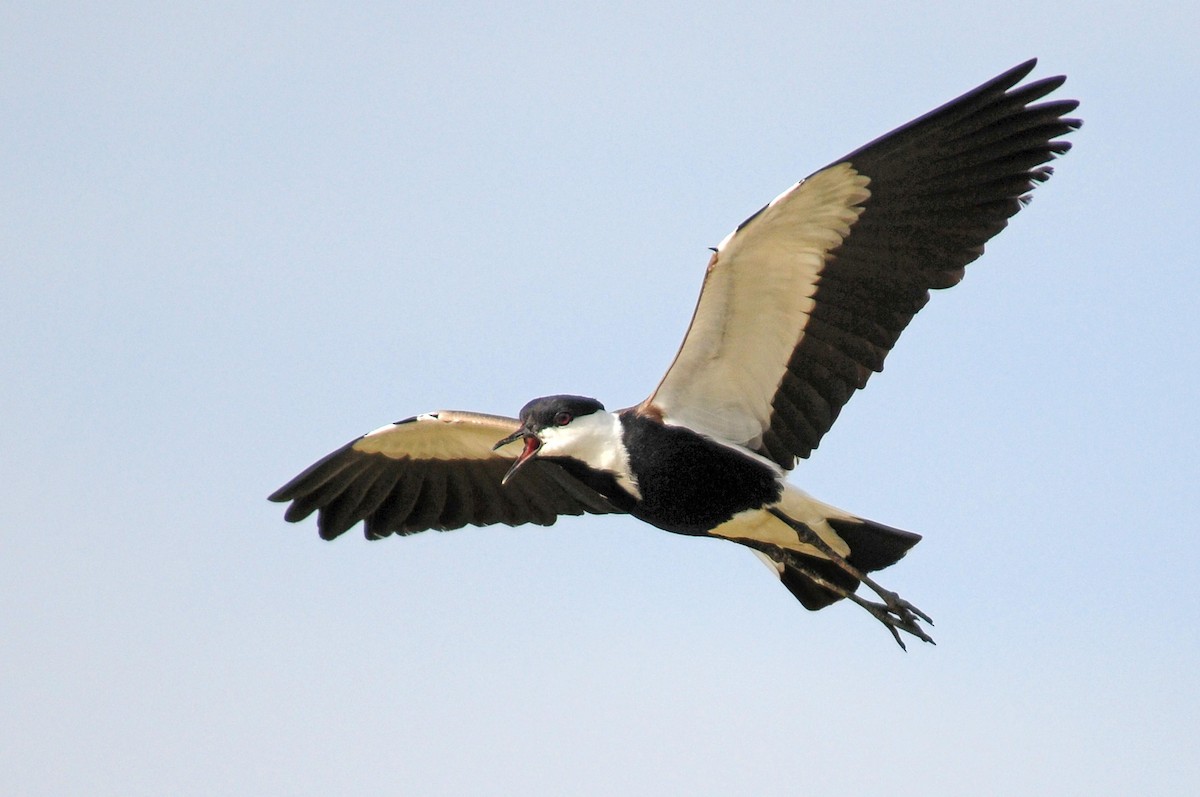 Spur-winged Lapwing - ML204620651