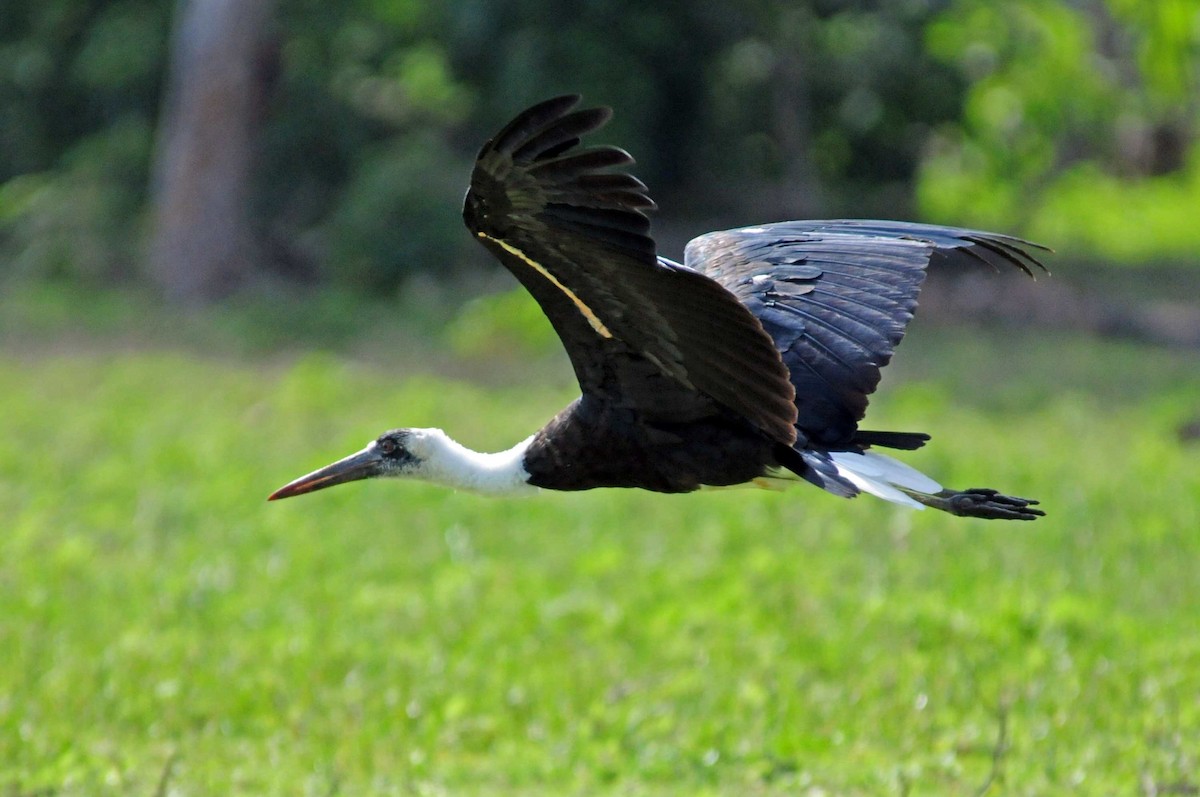 African Woolly-necked Stork - ML204620661