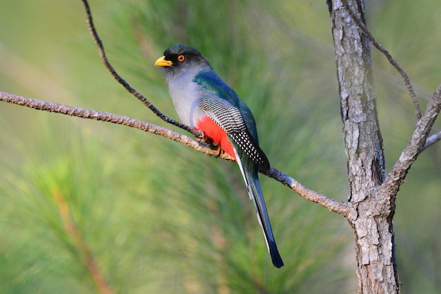 Definitive Basic Male Hispaniolan Trogon. - Hispaniolan Trogon - 