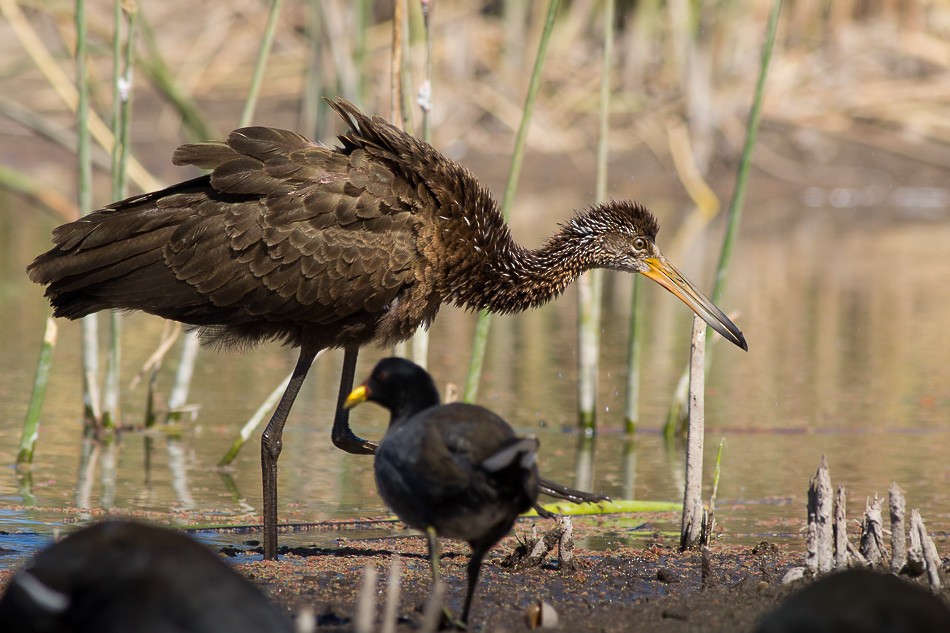 Limpkin (Brown-backed) - ML204621171