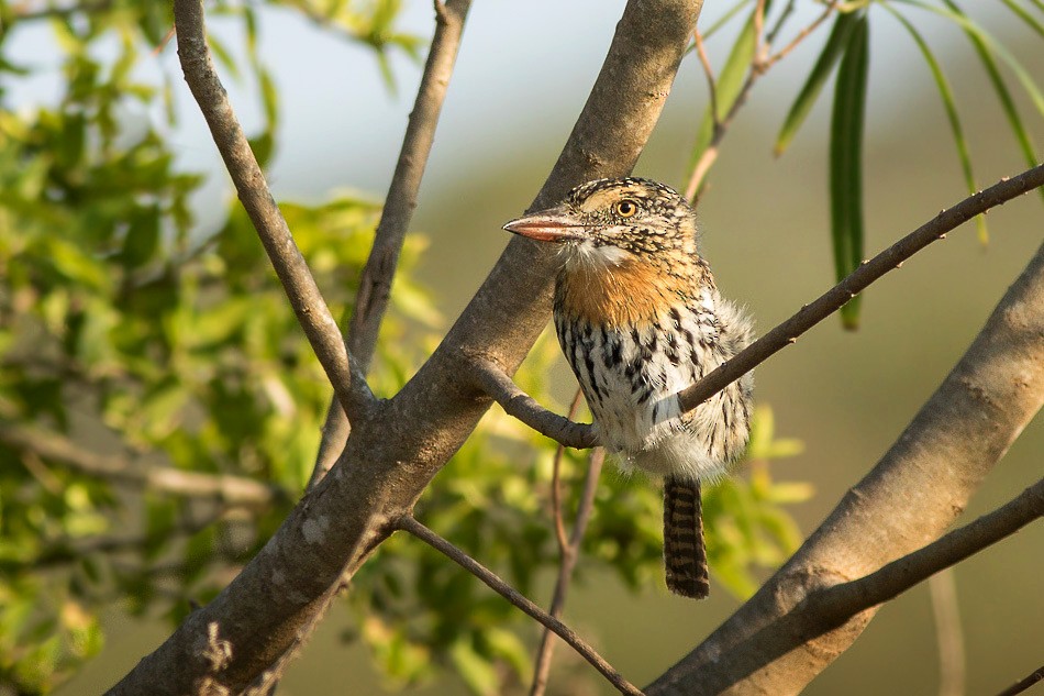 Spot-backed Puffbird (Chaco) - Jorge Claudio Schlemmer