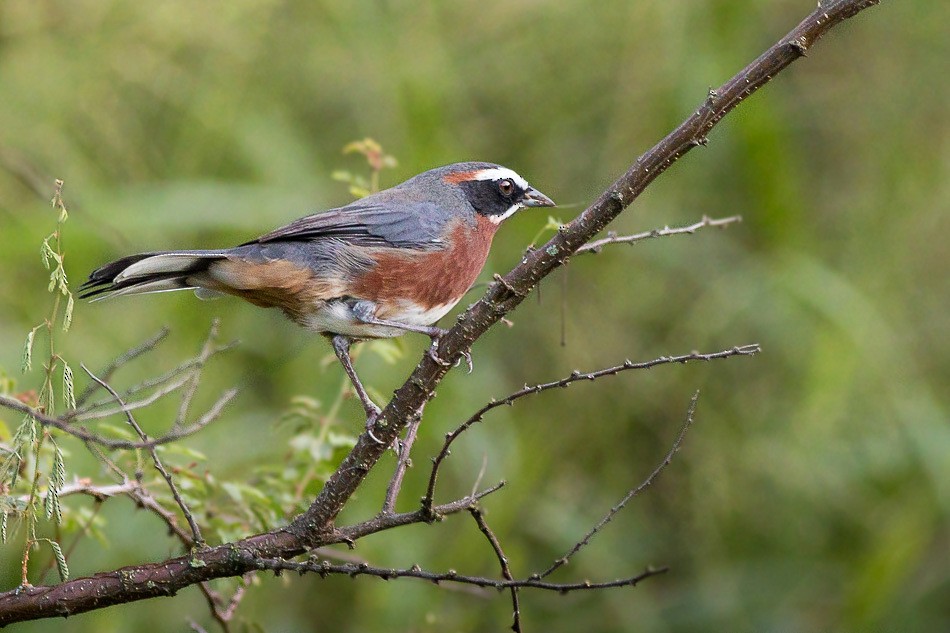 Black-and-chestnut Warbling Finch - ML204621251